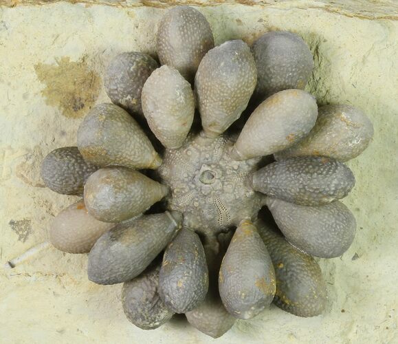 Jurassic Club Urchin (Asterocidaris) - Boulmane, Morocco #139282